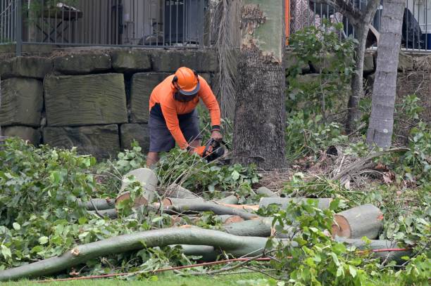 Best Large Tree Removal  in Indian Hills, NV